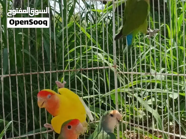 كوكتيل  لافبيرد  دايموند