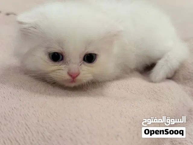 Scottish Short Hair x Persian Mix Kittens (1.5 Months) - White