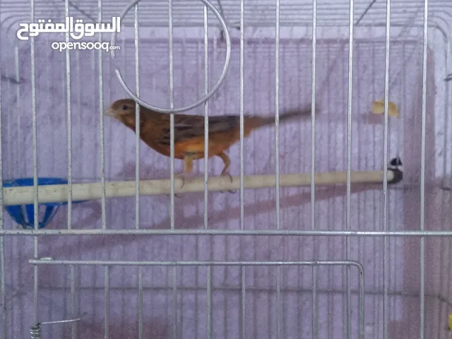كوم كنار للبيع بدون قفاص سكان اربد مجمع الشمالي