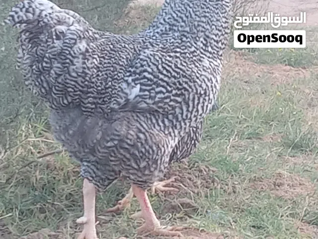 دجاج بليموت روك