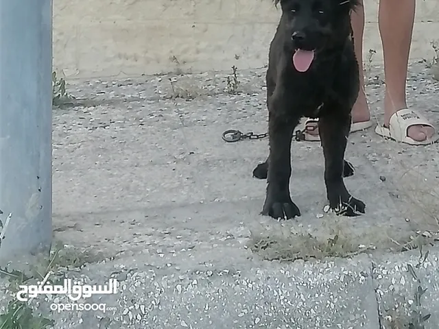 نبدأ بصلاه على نبي كلب جيرمن بلاك للحراسه للبيع وسعر روعه فقط بب 69 Jd وقابل للتفاوض