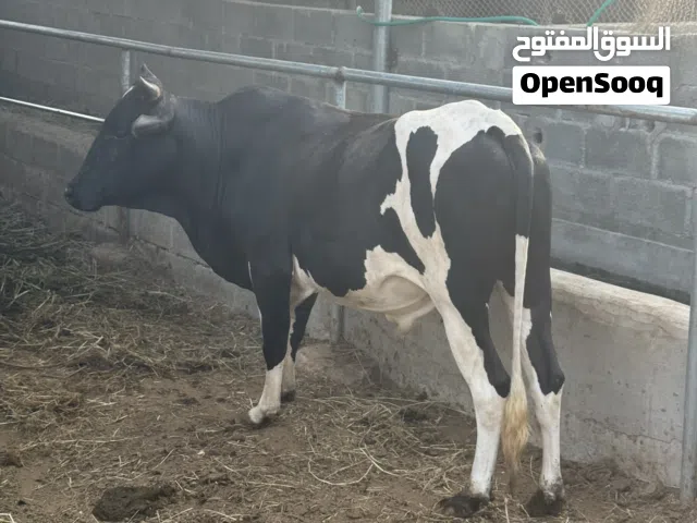 ثور ظفاري للبيع تربيه سنتين ونص
