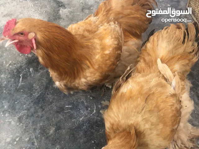 ديك كوشن اقراء الوصف