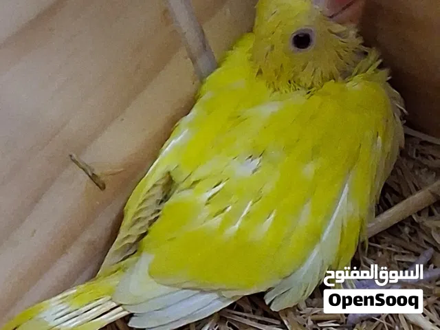 للبيع فرخ درة