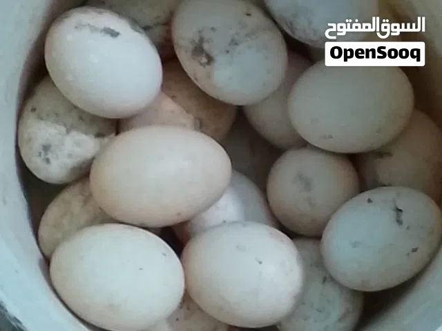 بيض دجاج بلدي مخصب مكفول