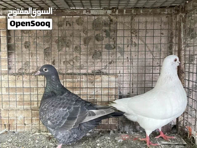 تاكسن قيد التركيب