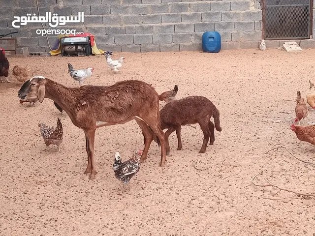 نعجة تحتها فطيمة رب يبارك