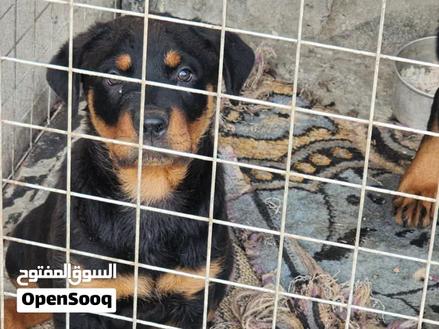 جرو ذكر روت وايلر 75 يوم دم نقي