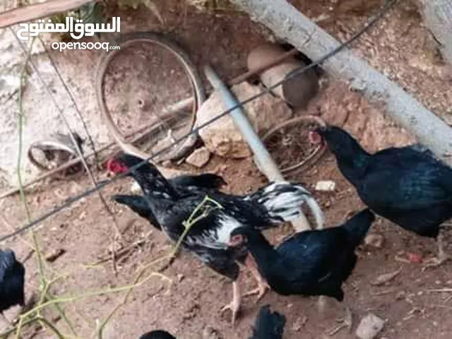 صيصان باكستاني وبراهمي ولبرجيني + متوفر بيض من جميع الانواع ماركا الجنوبيه