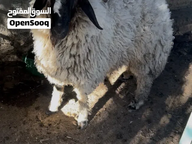 خاروف رمسي