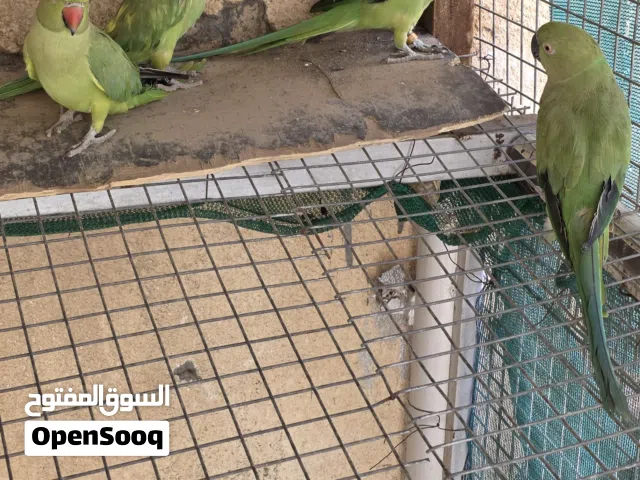 طيور بغباء أليفه و تتكلم