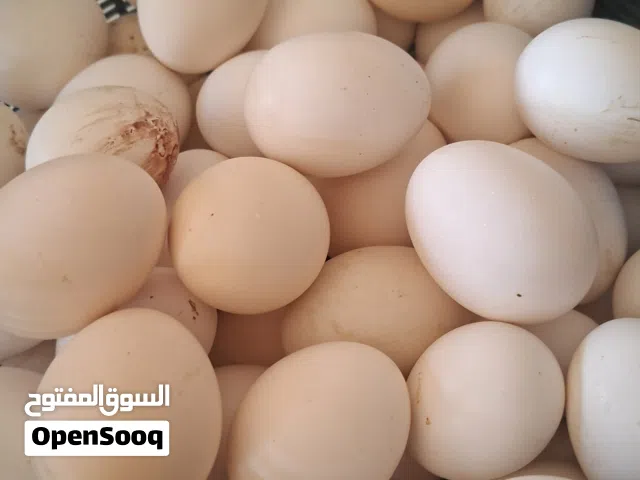 بيض بلدي نخم اول مشكل بلدي ورقابي