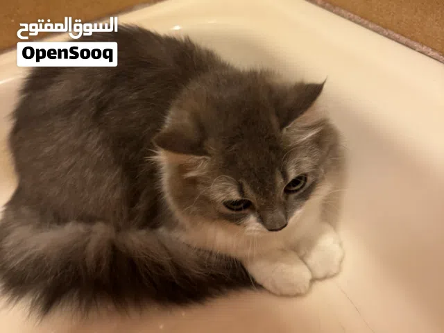 قطط زوج اليفات ولعوبات