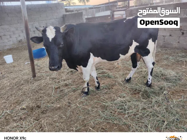 للبيع ثور تهجين ظفاري هولندي تارس لحم