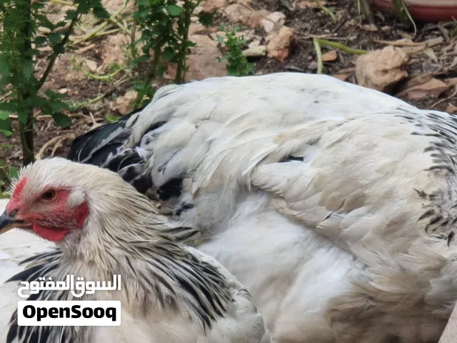 مطلوب دجاجه راقده  جديد