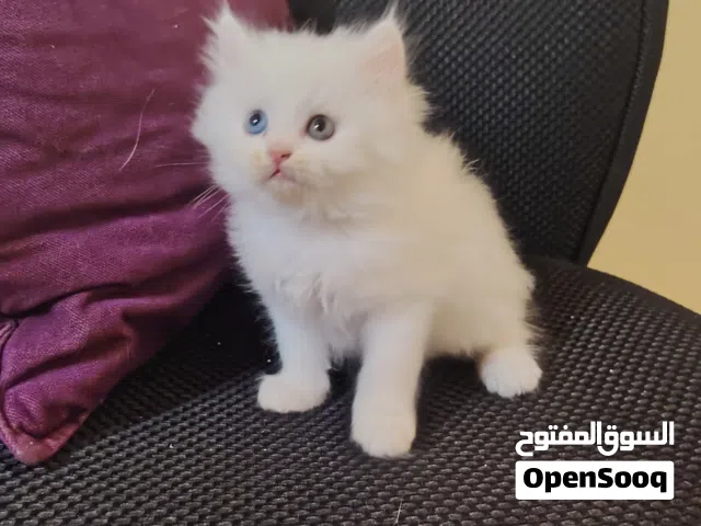 Pure Persian, with double eyes, playful kitten, double coded,