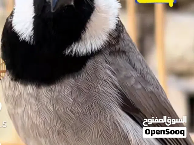 مطلوب بلبل وحشي بصراوي صيد جديد