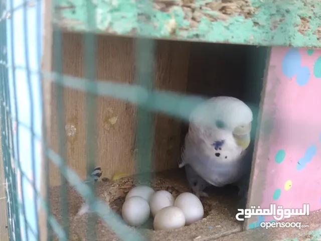 للبيع او مراوس 4 ازواج طيور الحب و4. ازواج فناجس هنة ولقفاص شلة