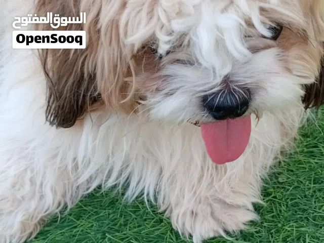 الاسم سيلينا انثى