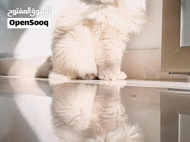 قطة هملايا (مكس سكوتش) للبيع بداعي السفر
