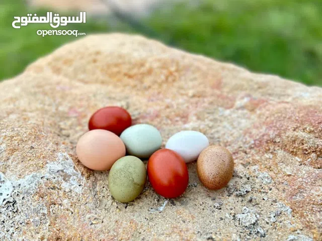 بيض مخصب للبيع