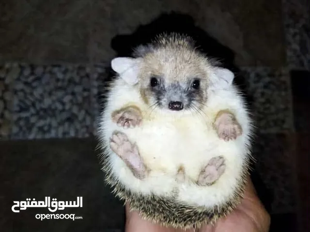 قنافذ منزلية للبيع