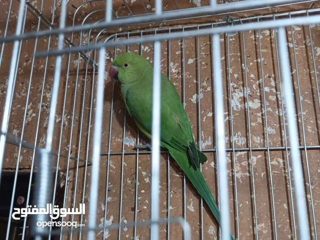 ببغاء دره أليف بحكي كلمه كوكي