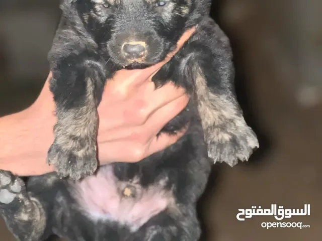 سلام عليكم داكر شرت هير موصفات ربي يبارك توا العمر 77يوم ولي ف الفيديو لاب ولام