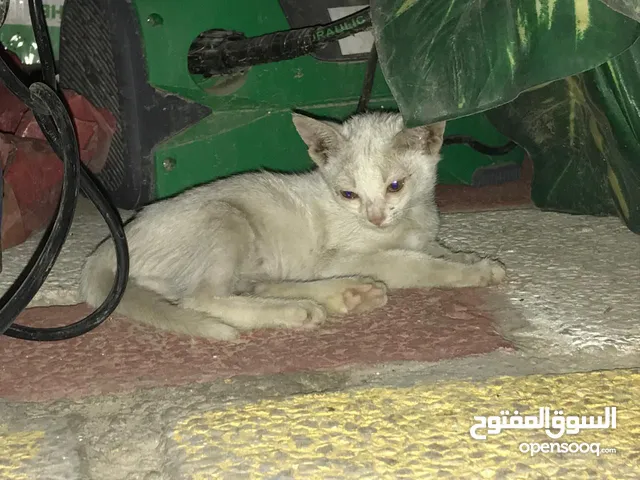 قط للتبني صغير في العمر واليف