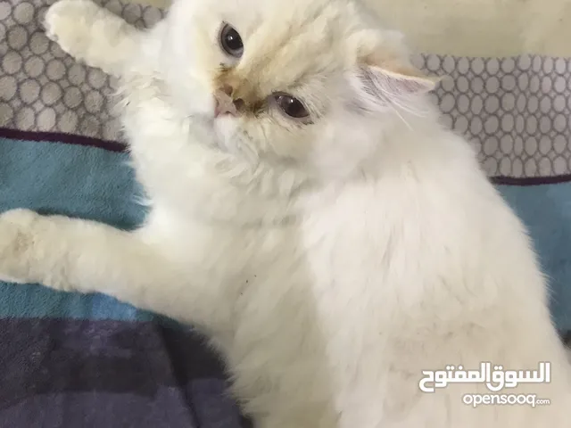 قطط للبيع وللتبني في البحرين : قطط صغيرة للبيع : محل بيع قطط