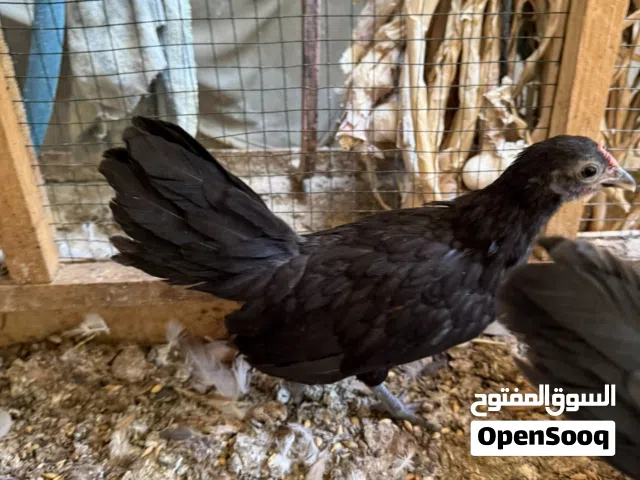 دجاج اسباني العدد 4 ازواج فروجات عمرهن 4 اشهر بيهن 4 دجاجات و 4 ديوجه للبيع شلع