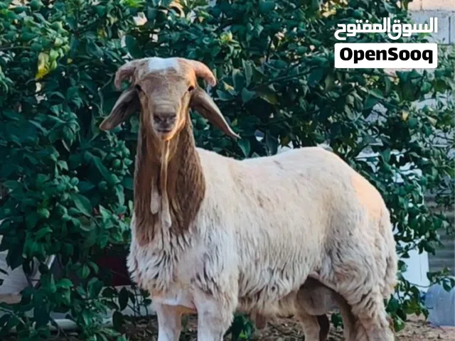 خروف هجين الله يبارك