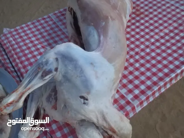 معلم #مشويات