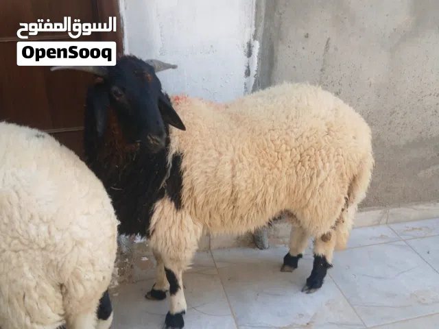 وطني للبيع