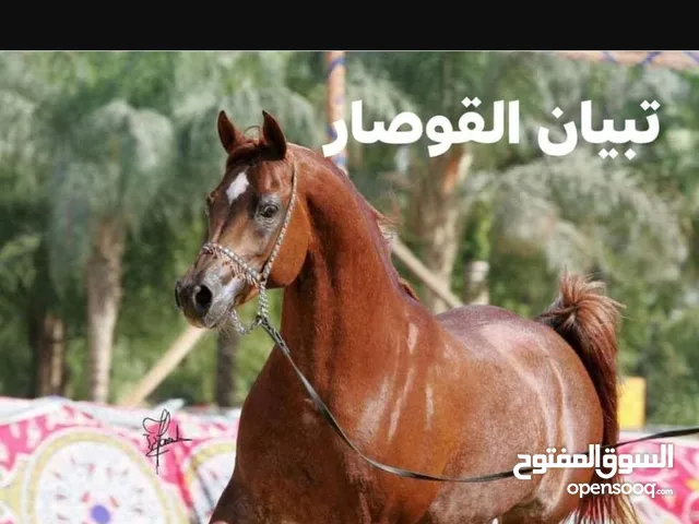 فرس من الأنساب النادرة ابنت البطل تبيان القوصار مباشرة