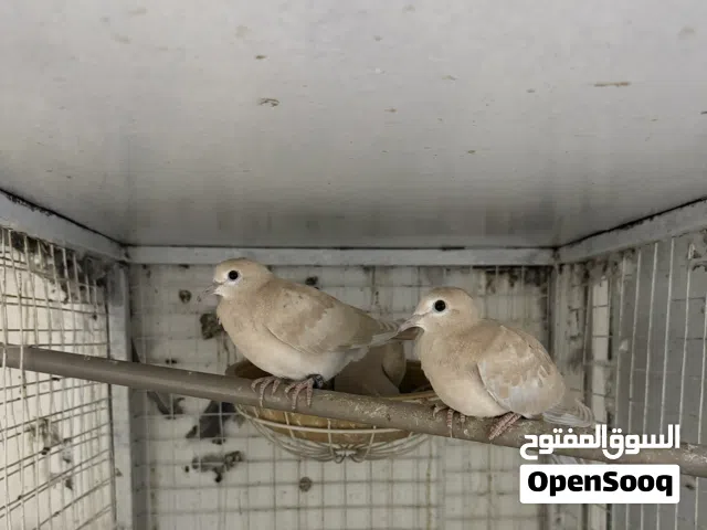 طبه عفاد بطن واحد