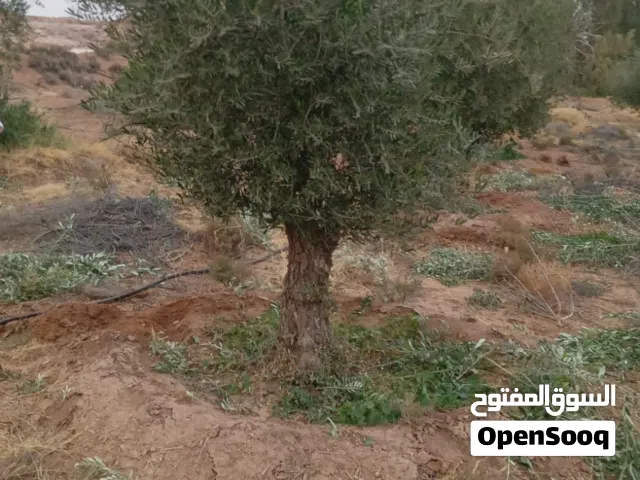 موجود اشجار زيتون معبره زينه للحدائق حاجه جميله ما فيش اختلاف