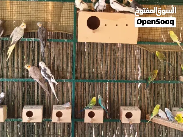 كوكتيل هولندي