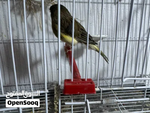 كناري كوبيه جوليستر