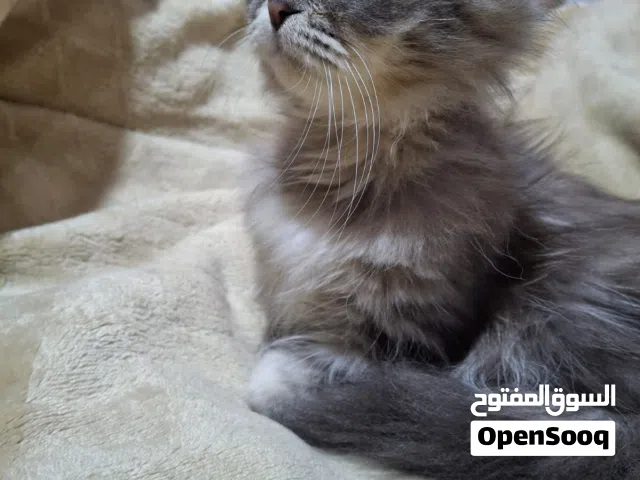 قط ذكر سكوتش فولد عمرو شهرين