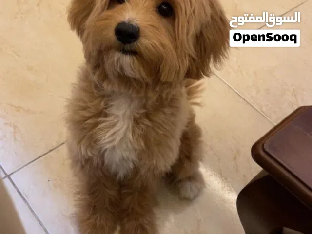 كلبة مالتيبو عمر 6 شهور