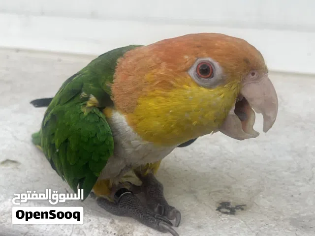 زوج طيور كايكي أليف ومنتج