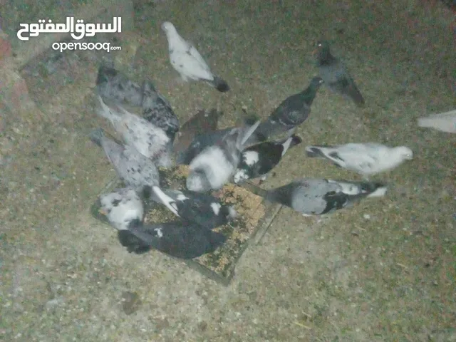 حمام بلدي إنتاج للبيع