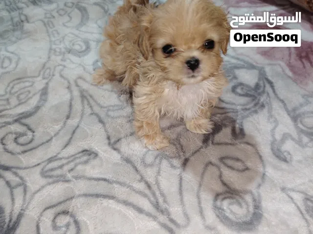 بيشو صغير عمرو 46 يوم