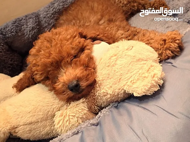 بودل مينيجر