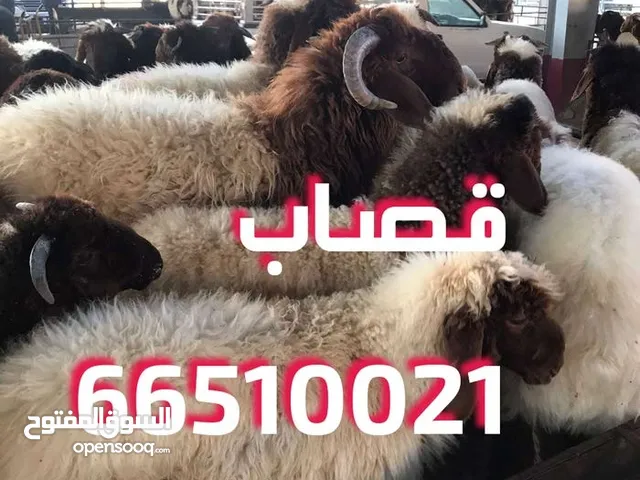 قصاب تحت الطلب +زبايح للبيع