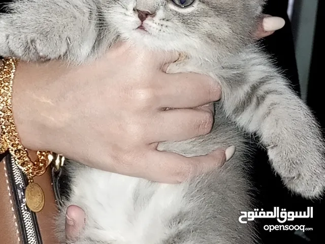 سكوتش ستريت