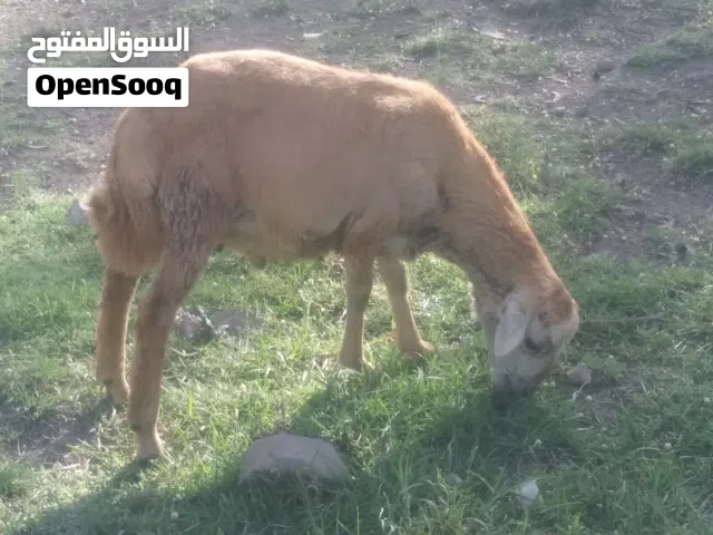 اضحية العيد كبش بلدي نظيف بسعر45الف