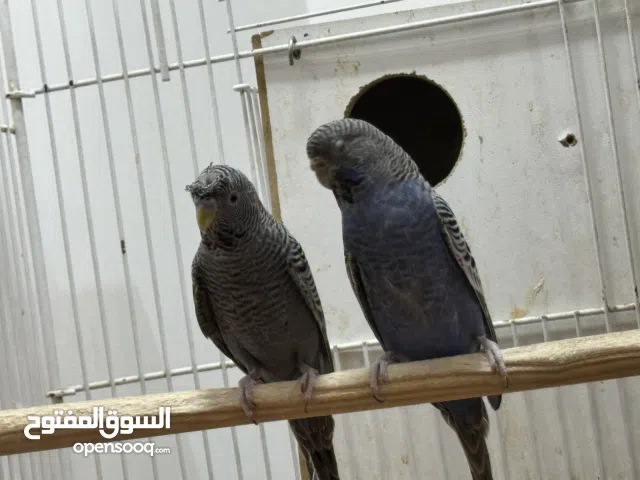 زوج طيور حب بلاك فيس رمادي ضمان التبزير اقره الوصف مهم