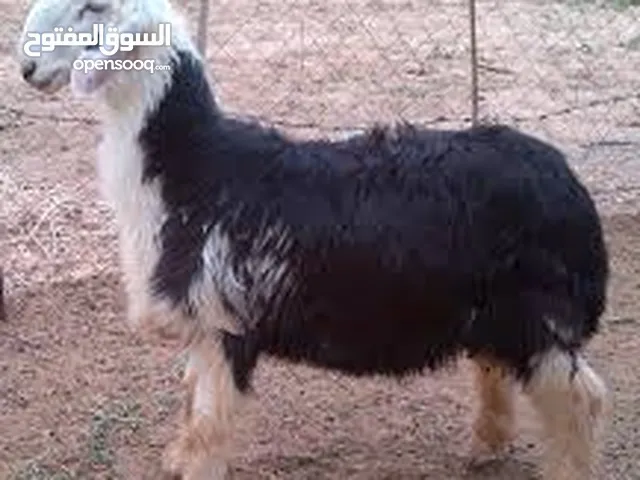 دُومبي للبيع لدينا دُومبي نظيف وصحي، بأعمار من 3 أشهر إلى سنتين، الأوزان مختلفة حسب الحاجة، مناسب لل